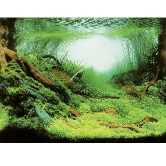 Aquarium achterwand poster | Planten en oceaan motief