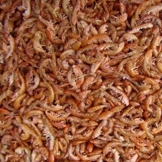 Vlokreeftjes (Gammarus)