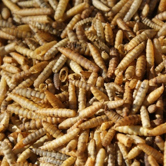 Larve Van De Zwarte Soldaatvlieg Larve Van De Zwarte Soldaatvlieg