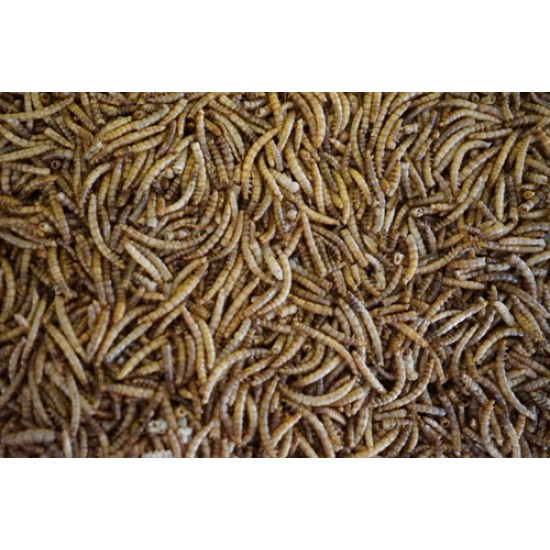 Meelwormen Meelwormen