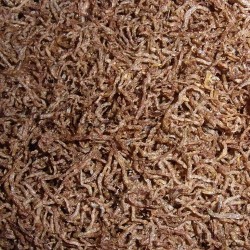 Rode Muggenlarven Rode Muggenlarven