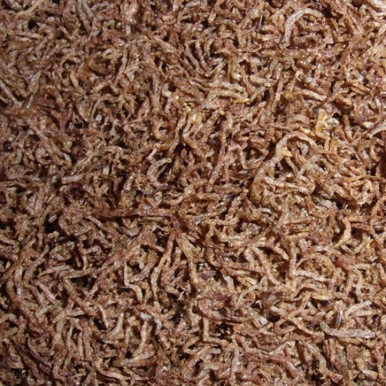 Rode Muggenlarven Rode Muggenlarven