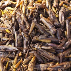 Sprinkhanen Sprinkhanen