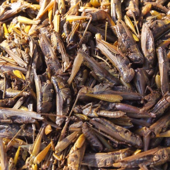 Sprinkhanen Sprinkhanen