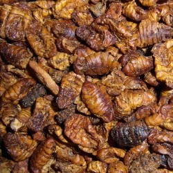 Zijderupsen Zijderupsen