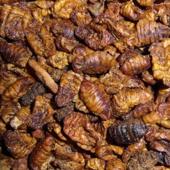 Zijderupsen Zijderupsen