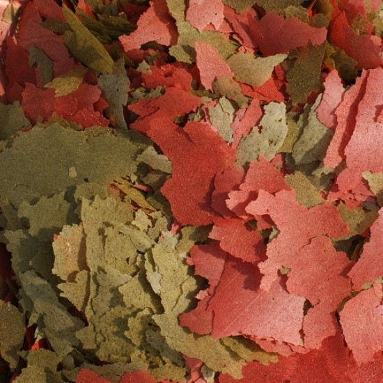 Cichlide Vlokvoer Cichlide Vlokvoer