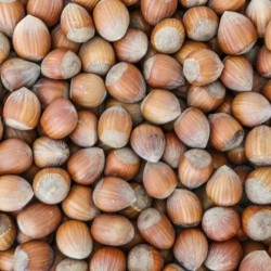 Hazelnoten in dop Hazelnoten in dop