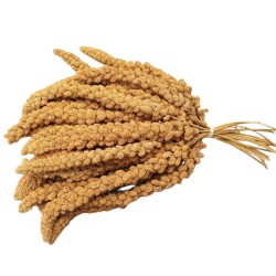 Trosgierst Trosgierst