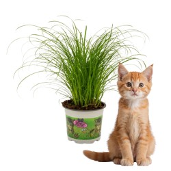 Kattengras - 2 potten 