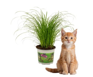 Kattengras - 2 potten 