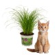 Kattengras - 2 potten 