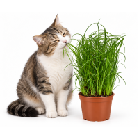 Kattengras 2 potten 