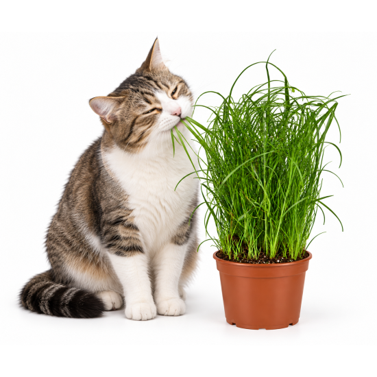 Kattengras Cyperus zumula in Pot 2 Stuks Kattengras Cyperus zumula in pot 2 stuks vers kattengras voor katten