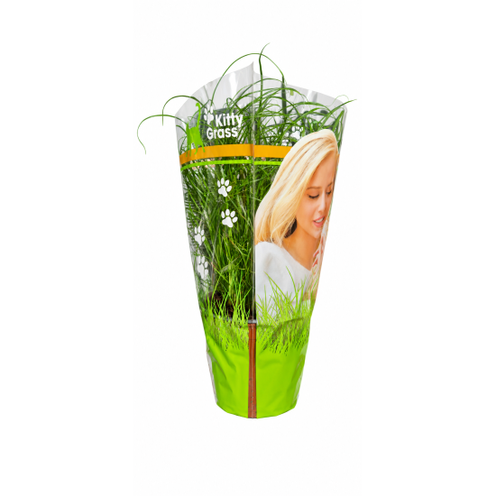 Kattengras Cyperus zumula in Pot 2 Stuks Kattengras Cyperus zumula in pot 2 stuks vers kattengras voor katten