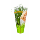 Kattengras Cyperus zumula in Pot 2 Stuks Kattengras Cyperus zumula in pot 2 stuks vers kattengras voor katten