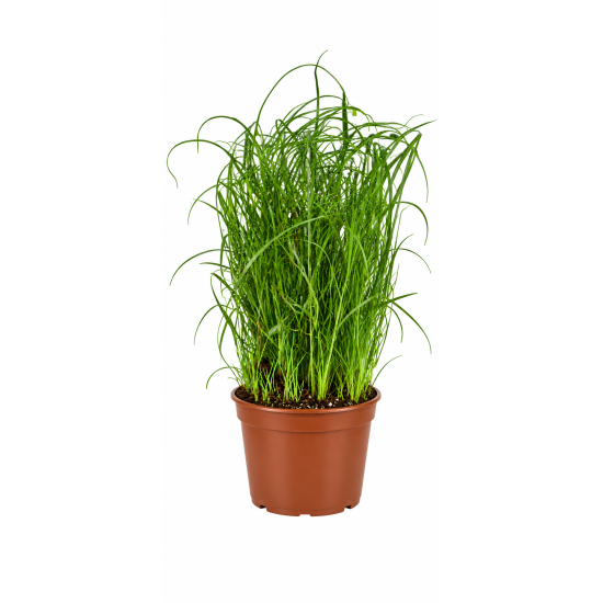 Kattengras Cyperus zumula in Pot 2 Stuks Kattengras Cyperus zumula in pot 2 stuks vers kattengras voor katten