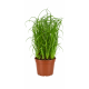 Kattengras Cyperus zumula in Pot 2 Stuks Kattengras Cyperus zumula in pot 2 stuks vers kattengras voor katten