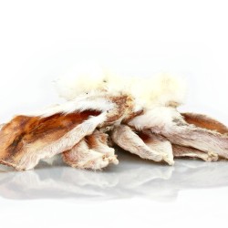 Konijnenoren met haar Konijnenoren met haar