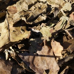 Walnoot Bladeren (5 Liter) Walnoot Bladeren (5 Liter)