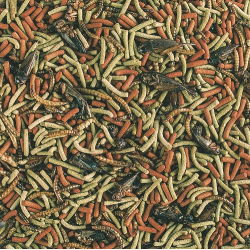 Tropical Reptiles Carnivore  | Reptielenvoer 