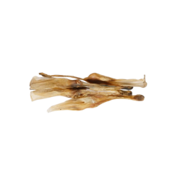 Konijnenoren zonder haar 